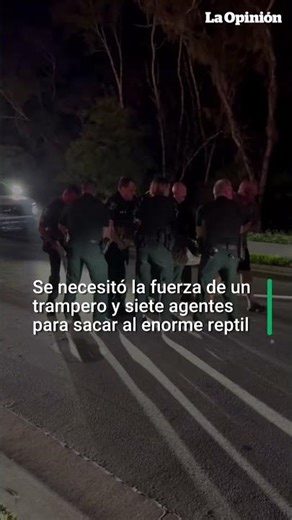 Impactante video: oficiales aseguran y trasladan a enorme caimán en Sarasota / La Opinión