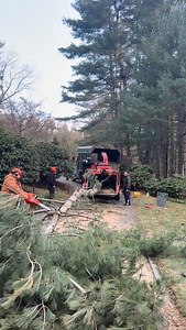 AMAZON TREE SERVICES on Reels