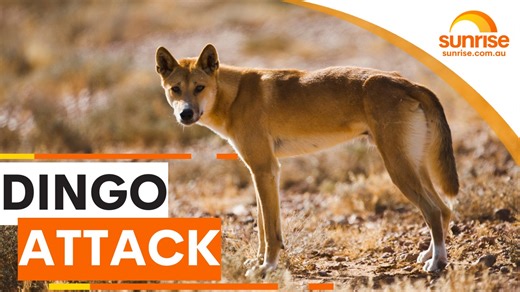 DINGO ATTACK 🐕 A dingo attacks a 3-year-old on Queensland’s K’Gari Island... an urgent warning now to holidaymakers ahead of the Australia Day long weekend. WATCH SUNRISE FOR MORE | @7plus ☀️ | Sunrise