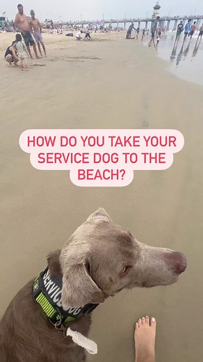 13K views · 774 reactions | How do you take a service dog to the...
