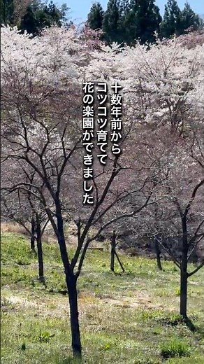 [A little-known hill of flowers] The hill above Seki-no-Mori Park, Shirakawa City, Fukushima Pref...