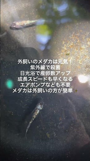 【外飼いは最強!!】#めだか#めだか飼育#めだかの楽園#メダカライフ#メダカ水槽#メダカ初心者#メダカ繁殖#メダカの育て方#メダカ愛好家#メダカの世界#メダカ観察#メダカエサ