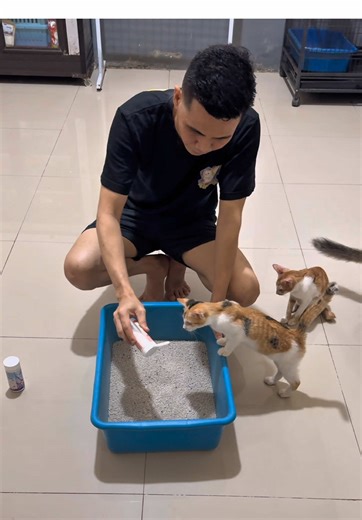 Tips biar pasir kucing gak bau dan boros,,ruangan jadi wangi.. #penghilangbaukucing #litterbloom #fyp