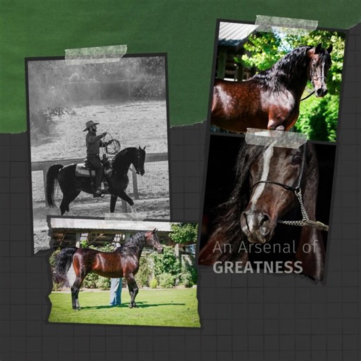 The Definition of Stallion Power. 👑 https://www.varianarabians.com/stallions/stallions-home.html | Varian Arabians