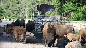 Woman Hospitalized After Bison Attack in Custer State Park, South Dakota