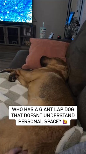 Giant lap dogs are the best! #lapdog #lapdogwannabe #sleepydog #cutedogsdaily | Big Blind Bear