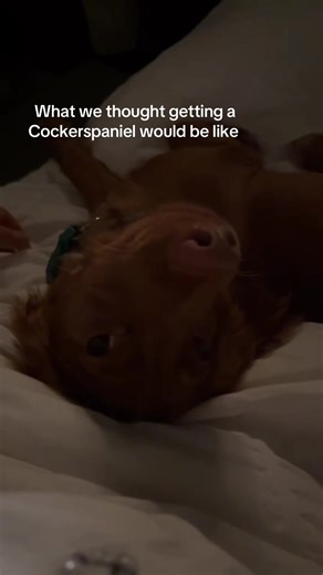 The Truth About Owning a Cocker Spaniel Puppy