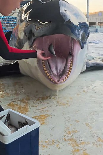 Smart Killer Whales: Distinguishing Fish Sizes