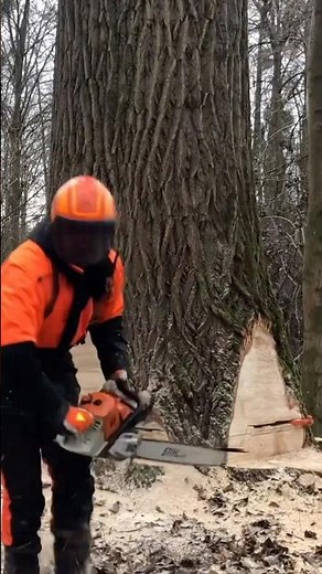 Pappel Fällen! #forstwirtschaft #waldarbeit #stihl #wald #forstwirtschaft