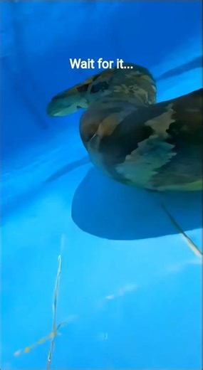 No wayyy bruhh 🤯🐍