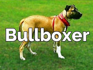 Une présentation complète du Bulloxer (vidéo)