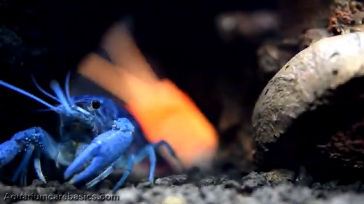 Hammers Cobalt Blue Lobster: Care, Size, Color & Feeding - Video