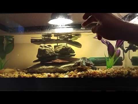 How to keep turtle water clean and clear