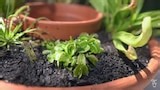 Bog Dwelling | Potted Carnivorous Plants - Gardening Australia