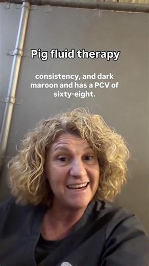 Dr. Christine Staten on Instagram: "You can hydrate a pig really well with rectal fluids and subQ fluids. This kiddo was way too dehydrated for us to attempt to get IV catheter in him but he’s not feeling well so we need to find out how much of his lethargy and inappetence is related to his dehydration and how much is related to whatever his primary problem is. #pigvet #pigveterinarian #porcinevet #porcineveterinarian #pigdoctor #pigmedicine #pigsurgery #porcinemedicine #porcine #porcinesurgery 