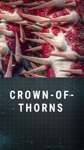 The Ocean's Living Barbed Wire 🛑