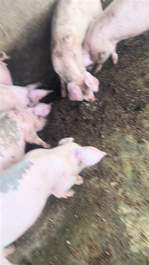 Zero panic pig farm please like and follow us #pigfarming #grower #weaners #pork #creatorsearchinsight