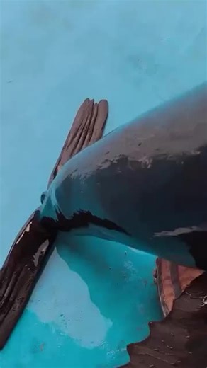 Explore the Adorable World of Sea Lions