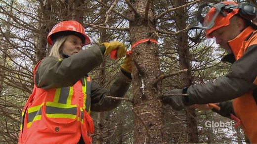 N.S. woodlots feeling impact of impending Northern Pulp closure