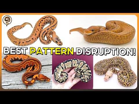 These are the Best Genetics for Disrupting Patterns on your Ball Python!