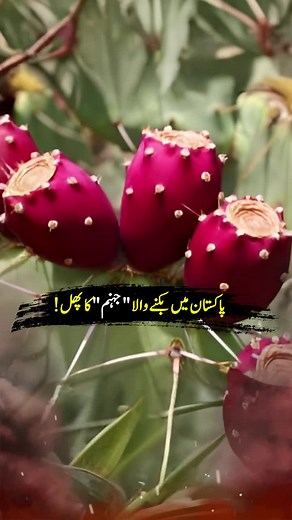 Aloofalien (@aloofalien1)’s videos with original sound - Aloofalien