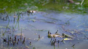 Common frogs croaking in pond water during the spawning season. European common frog, grass frog, Pelophylax. with sound