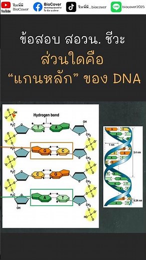ข้อสอบ สอวน ชีวะ : ส่วนใดคือ "แกนหลัก" ของ DNA ?