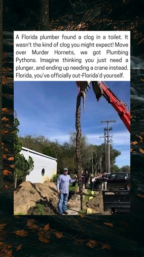 Florida Plumber Discovers Massive Python Clogging Toilet