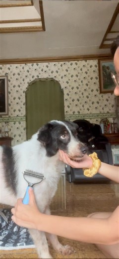 I recommend this comb for dogs that shed a lot! It works really well on our dog, Panda. 🐶 Product Link: https://s.shopee.ph/4AqJdqQFhN #Brush #DogBrush #DetanglingBrush #DogGrooming #PetCare #HappyDog #SheddingSolution #PetParents” | Our Pets' Life