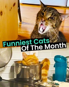 265K views · 11K reactions | Cats will always make us LOL  | Animal Antics | Facebook