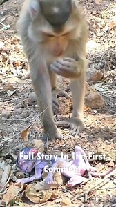 103K views · 825 reactions | Weak Baby Monkey Struggles After Falling from Tall Tree  #baby #NewsUpdate #monkey #Very #reels #Leo #newborn #cute #milkyway #crying  Check Full happened in comment : | Monkey MOKA | Facebook