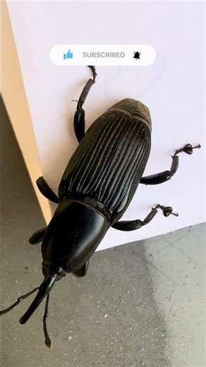 Looks Scary but Harmless – Giant Weevil Close-Up! 🪲