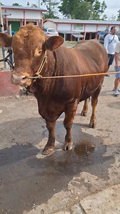 Sapi limosin | Sapi bull