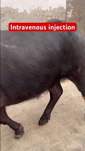 Intravenous injection l dr Umar Khan