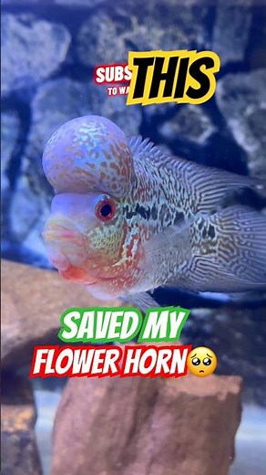 😱Flower horn kok shrinking | this thing saved my flower horn