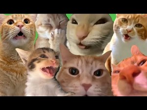 Best Cat Memes part 6