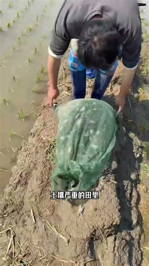 稻田蟹的神奇之處 #漲知識 #神奇動物在抖音 #三農