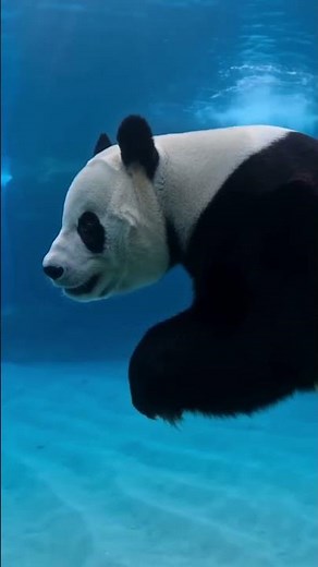You’ve NEVER Seen a Panda Swim Like This… Underwater! 🐼🌊