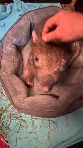 Bodgie is doing well. We flush her wound where the abscess was every day. She eats and drinks and is getting used to me. All good signs. Tomorrow we will visit vet Rachael for a follow up and go from there. I’m hoping the skin will contract completely. It has already shrunk a fair bit and flushing it daily makes sure it doesn’t fill again with nasty stuff. She is a feisty little thing and I have to keep away from the teeth😊. It’s very necessary that she gets used to being handled as there are i