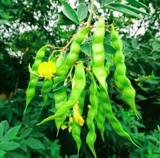 Medicinal Shrubs 101: Pigeon Pea #medicine #health #gardening #garden #veggies | The Weeds and Seeds Guy