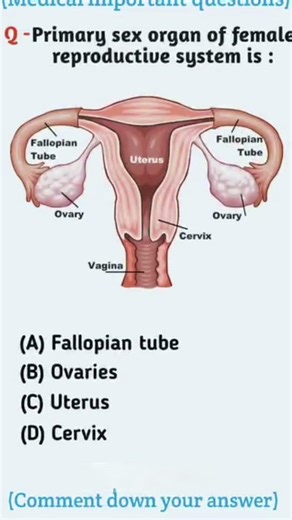 primary sex organ in female reproductive system#BiologyFacts#shorts#ReproductiveSystem#shorts#facts