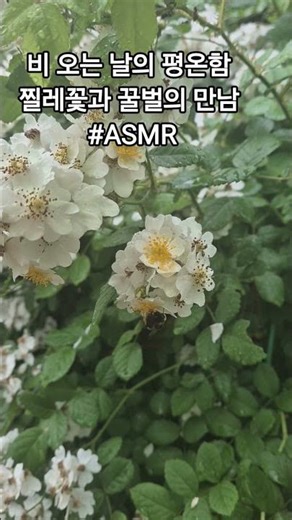 비 오는 날의 평온함 | 찔레꽃과 꿀벌의 만남 #ASMR
