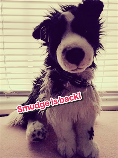 Meet Smudge: The Adorable Customized Border Collie Plush