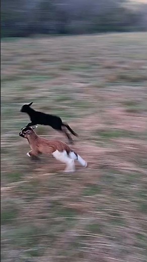 Jump! Baby Lamb Jump! #lamb #baby #farmlife