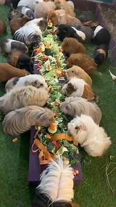 Guinea pigs enjoying the vegeTable ❤️ | Masons' Cavies