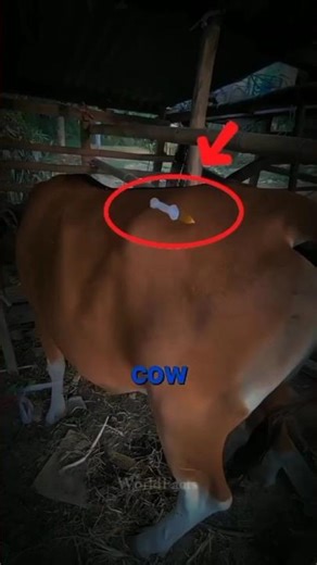 This Simple Trick Makes Cow Injections Completely Stress-Free 😮🐄💉