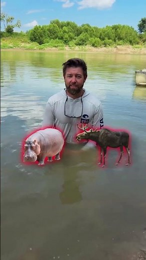 "Hippo Showdown: The Ultimate Animal Battle Against Gorillas, Hyenas, Jaguars & More!