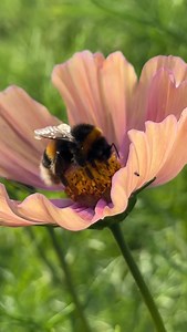 Now is prime time for sowing Cosmos seeds – one of my absolute top picks for any cutting patch! If you’re dreaming of armfuls of flowers this summer, this is the one to grow.👇🌱 Why? Let me tell you… Cosmos are prolific bloomers, giving you flowers from early summer right through till the first frost – the more you cut, the more they flower. They’re quick to grow, easy to care for, and so generous in the cutting garden. As a cut flower? • Long, strong stems • Excellent vase life • Delicate, dai