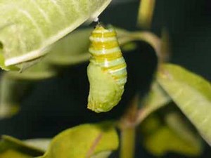 Een betoverend mooie transformatie