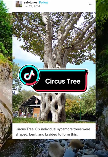 How to Bend and Braid a Tree: The Circus Tree Technique